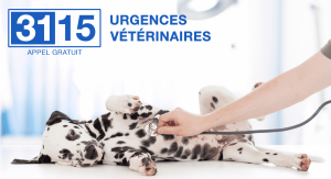 3115 Urgences Vétérinaires, numéro gratuit !